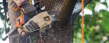 Best Tree Health Inspection  in Galesville, MD