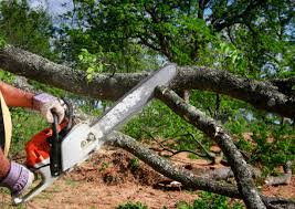 Best Tree Maintenance Programs  in Galesville, MD