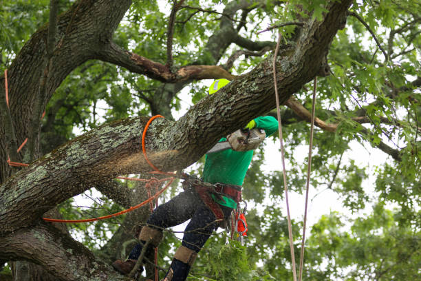 Best Stump Grinding and Removal  in Galesville, MD