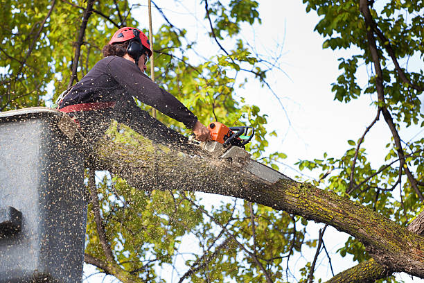 How Our Tree Care Process Works  in  Galesville, MD