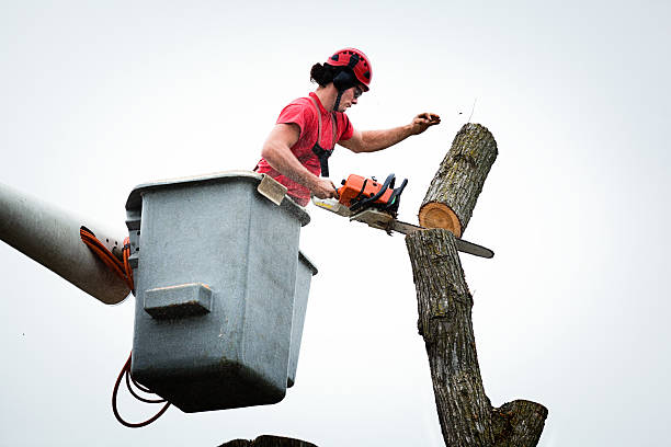 Best Tree Trimming and Pruning  in Galesville, MD