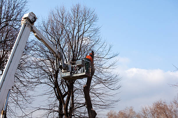 Best Storm Damage Tree Cleanup  in Galesville, MD