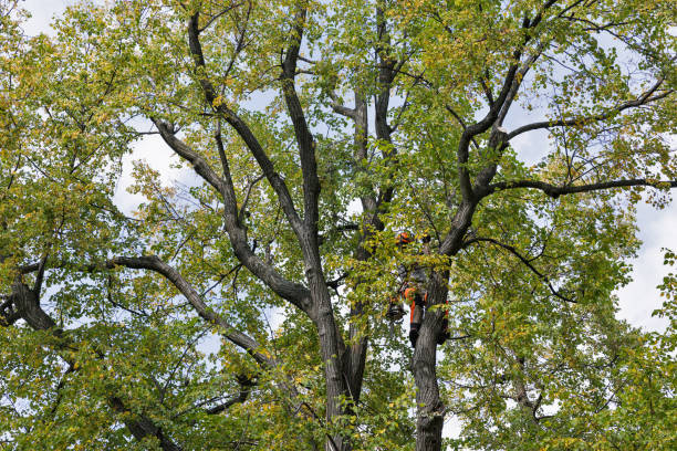 Best Leaf Removal  in Galesville, MD